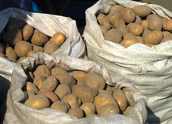 2 тонны семенного картофеля – в помощь семейной экономике