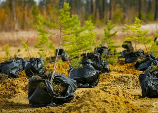 «Селигдар» направил более 56 млн рублей на лесовосстановление в Якутии