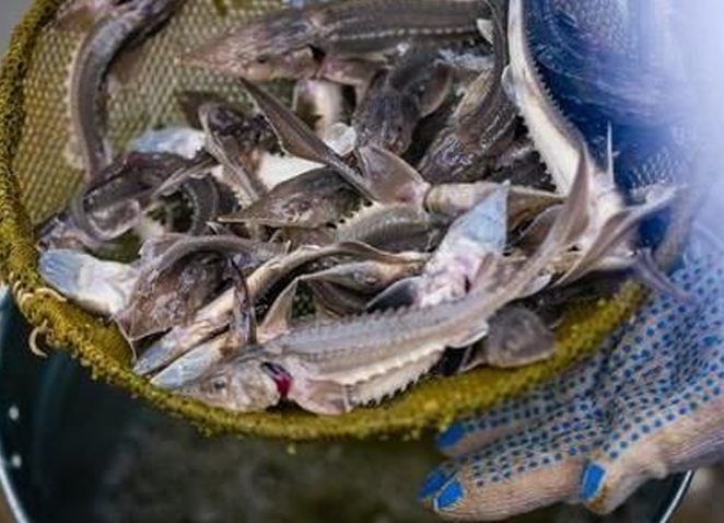 В Якутии планируют построить новый рыбоводный завод