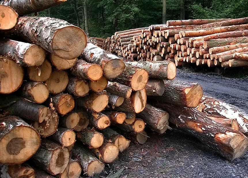 В Алданском районе вынесен приговор по уголовному делу о незаконной рубке леса в особо крупном размере