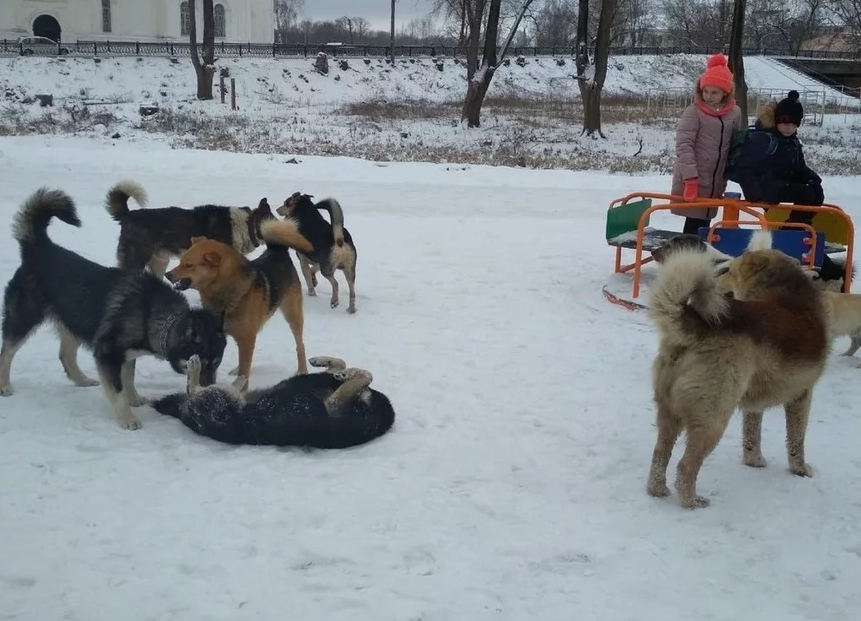 В Якутии планируют повысить штраф для владельцев собак до 10 тысяч рублей