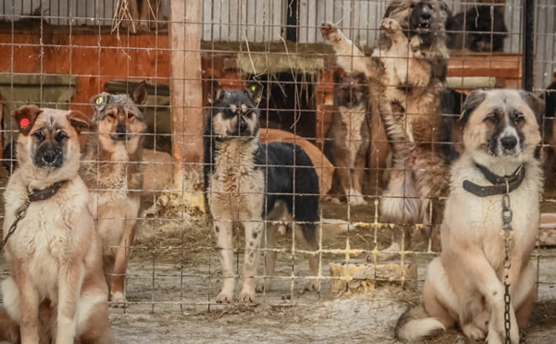 В Якутии выделено 60 млн рублей для обращения с безнадзорными животными