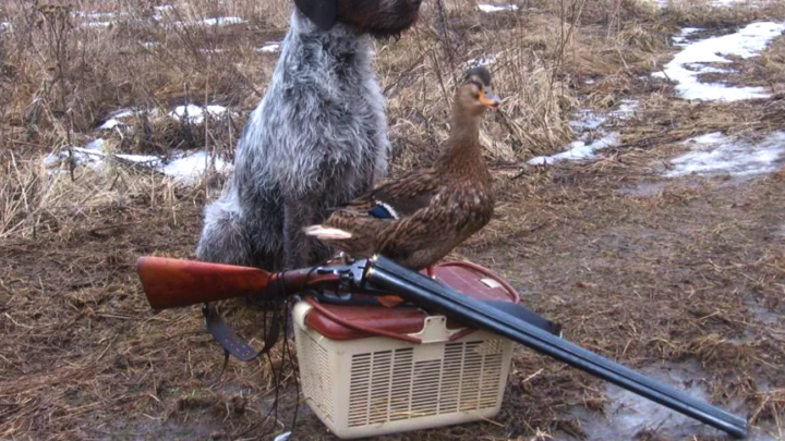 На этой неделе в Якутии стартует весенняя охота с подсадной уткой
